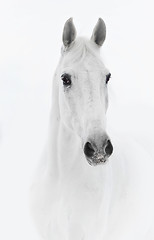 Image showing White horse in high key