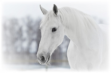 Image showing white horse portrait in winter