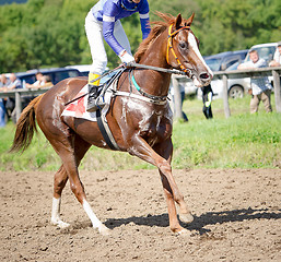 Image showing racing horse portrait in action