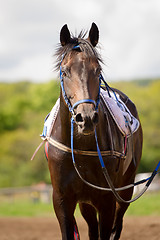 Image showing racing horse portrait close up