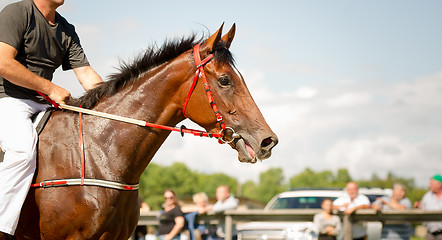 Image showing racing horse portrait close up
