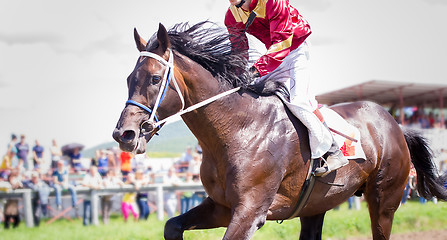 Image showing racing horse portrait in action