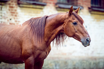 Image showing Beautiful red horse with long mane close up portrait in motion at summer day