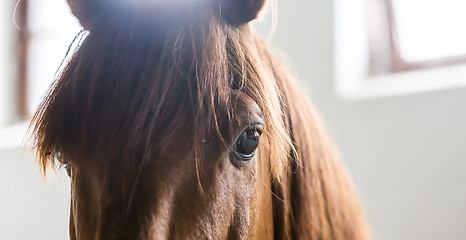 Image showing beautiful close up photo of a brown horse s face and eye.