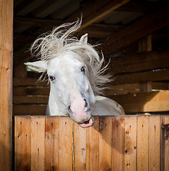 Image showing Funny portrait of white horse shaking mane