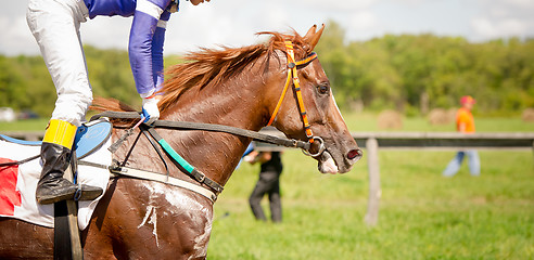 Image showing racing horse portrait close up