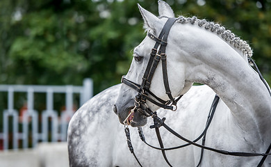 Image showing White horse close up during dressage show