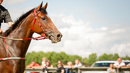 Image showing racing horse portrait close up