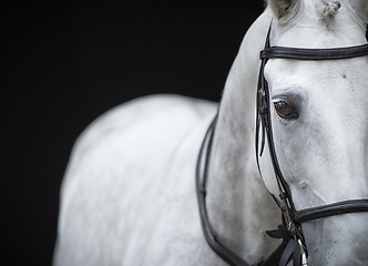 Image showing Portrait of grey horse on black background.