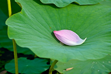 Image showing Petal Lotus on background leaf drop water center