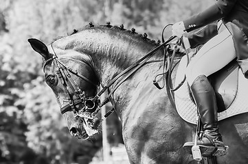 Image showing Close up of the head a bay dressage horse black-white