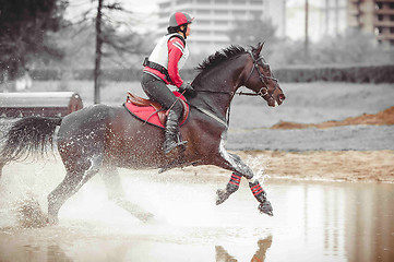 Image showing Rider on a cross country horse overcomes water obstacle in the spray, monochrome art