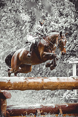 Image showing Young woman jumps a horse during practice on cross country eventing course, duotone art