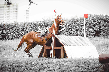 Image showing dangerous sport, the rider falls off the horse, the disobedience, abrupt stop in front of hard obstacle, duotone art