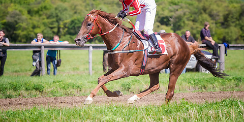 Image showing racing horse portrait in action