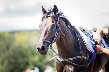 Image showing racing horse portrait close up