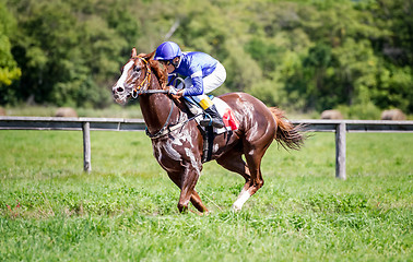 Image showing racing horse portrait in action