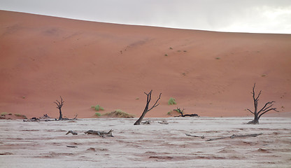 Image showing Sossusvlei, Namibia