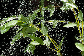 Image showing Leaves In The Water