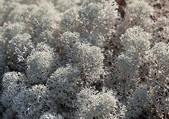 Image showing Reindeer lichen, close-up