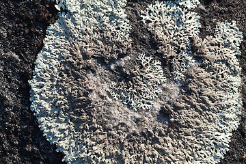 Image showing Lichen on a stone