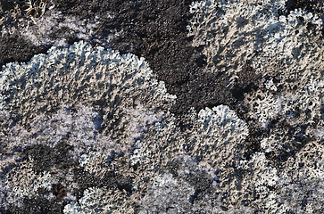 Image showing Lichen on a stone