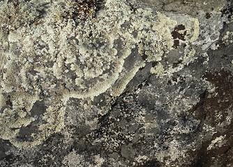 Image showing Lichen on a stone