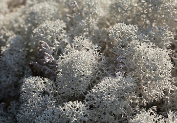 Image showing Reindeer lichen, close-up