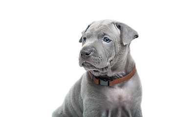 Image showing Thai ridgeback puppy isolated on white