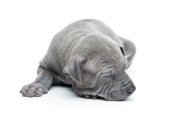 Image showing Thai ridgeback puppy isolated on white