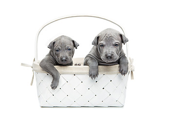 Image showing Two thai ridgeback puppies in basket isolated on white