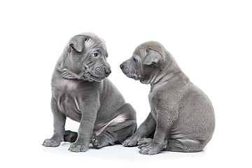 Image showing Two thai ridgeback puppies isolated on white