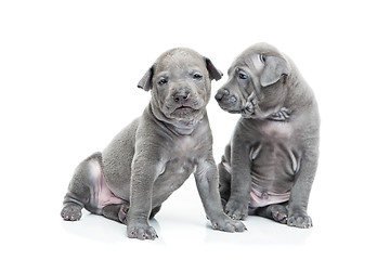 Image showing Two thai ridgeback puppies isolated on white