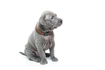 Image showing Thai ridgeback puppy isolated on white