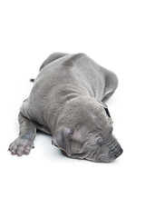 Image showing Thai ridgeback puppy isolated on white