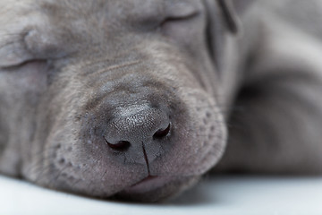 Image showing Thai ridgeback puppy isolated on white