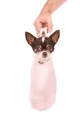 Image showing chihuahua in the bag