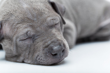 Image showing Thai ridgeback puppy isolated on white