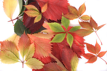 Image showing autumn leaves