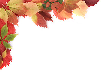 Image showing autumn leaves