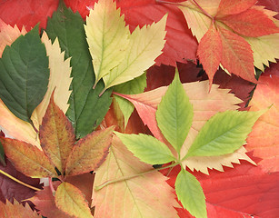 Image showing autumn leaves