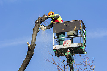 Image showing Worker with a chainsaw trimming the tree branches on the city pa