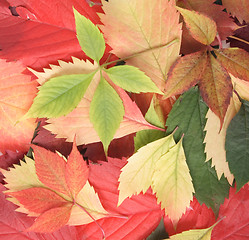 Image showing autumn leaves