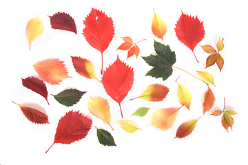 Image showing autumn leaves