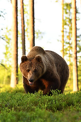 Image showing brown bear (ursus arctos)