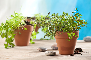 Image showing herbs in pots