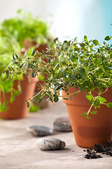 Image showing herbs in pots