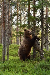 Image showing Brown bear breaks a tree. Bear vandalize a tree.