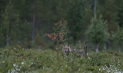 Image showing Gray wolf (Canis lupus) at night in summer. Finland. Taiga.