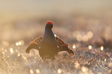 Image showing Black grouse gorgeous pose. Black grouse playing.